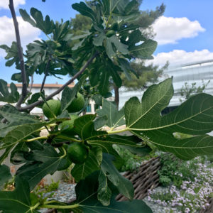 fig tree in the archaeological garden