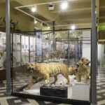Muséum d'histoire naturelle et archéologique